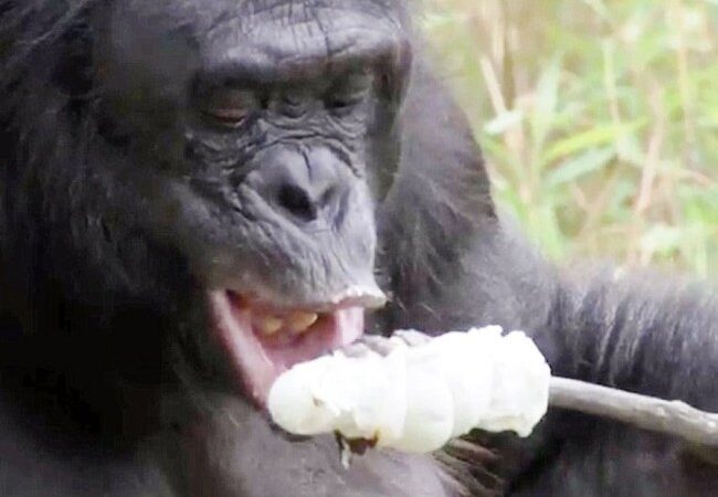 Neįtikėtinas vaizdelis: beždžionė užsikuria ugnį ir pasičirškina zefyrų (video)