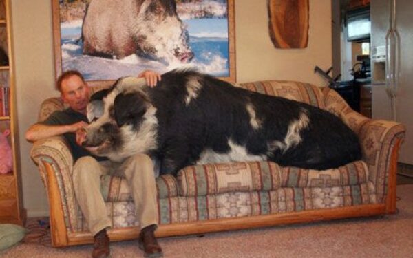 Didelis, didesnis, didžiausias! (foto)