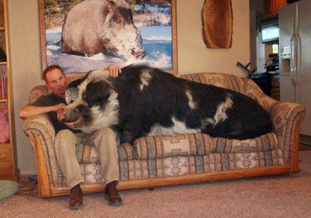 Didelis, didesnis, didžiausias! (foto)