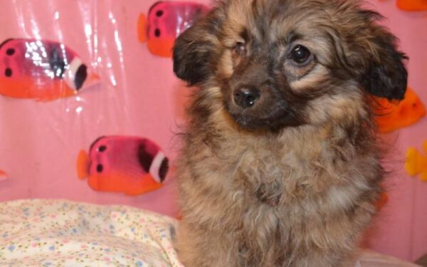 Globotinio pusryčiai: Vienaakis Bilis