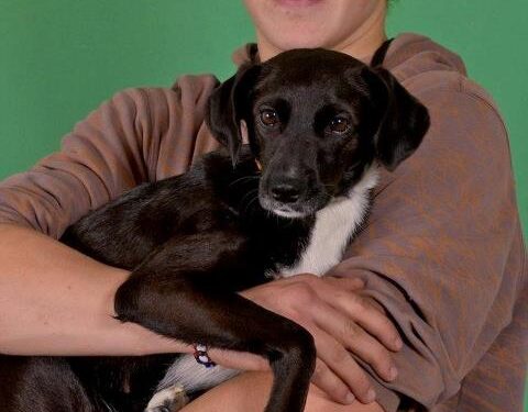 Didžiausia Baltijos šalyse labdaringa šunų paroda pradėjo dalyvių registraciją