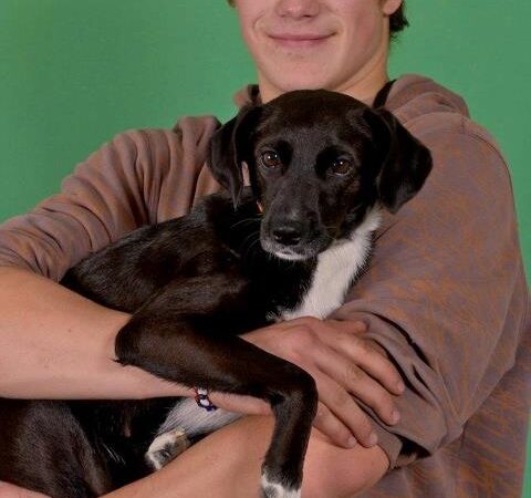 Didžiausia Baltijos šalyse labdaringa šunų paroda pradėjo dalyvių registraciją