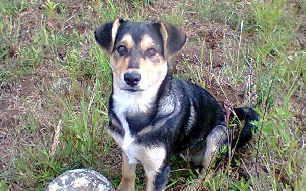 Globotinio pusryčiai. Šunelis Boltas: sargu nebūsiu, būsiu draugu (foto)