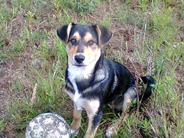 Globotinio pusryčiai. Šunelis Boltas: sargu nebūsiu, būsiu draugu (foto)