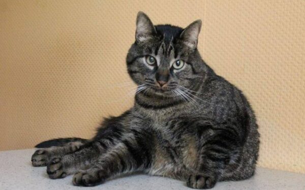 Globotinio pusryčiai: įspūdinga dama Bona ieško namų