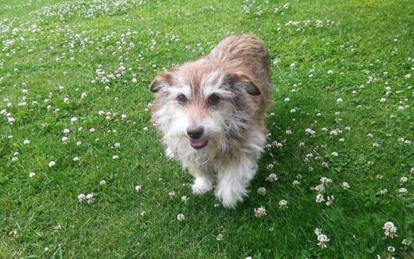 Globotinio pusryčiai: gyvenimo saulėlydį Bonsas nori pasitikti namuose