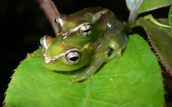 Madagaskaras: 615 gamtos lobių – vos per 11 metų (Foto, video)