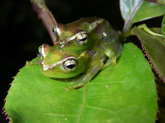 Madagaskaras: 615 gamtos lobių – vos per 11 metų (Foto