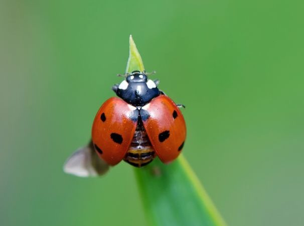 Kaune – „Boružės diena“