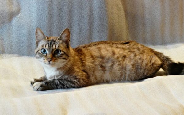 Globotinio pusryčiai. Katytė Melisa prašo pagalbos (foto)