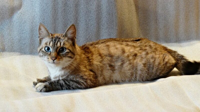 Globotinio pusryčiai. Katytė Melisa prašo pagalbos (foto)