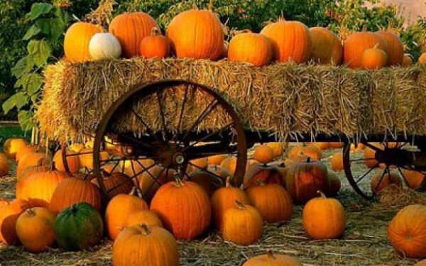 Faktų pusryčiai. Ko galbūt nežinojote apie rudenį…