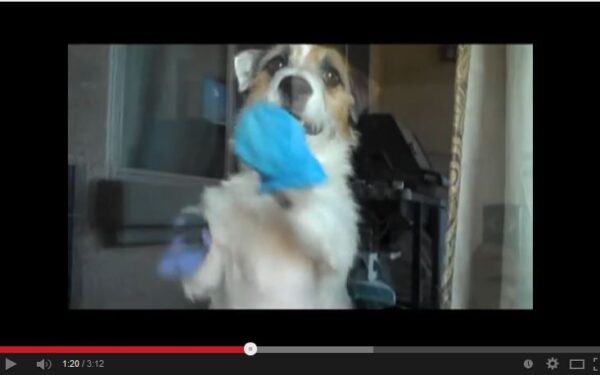 Video pusryčiai. Tikrai pavydėsite: geriausias padėjėjas buityje – šunelis Jesse (video)