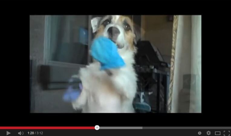 Video pusryčiai. Tikrai pavydėsite: geriausias padėjėjas buityje – šunelis Jesse (video)