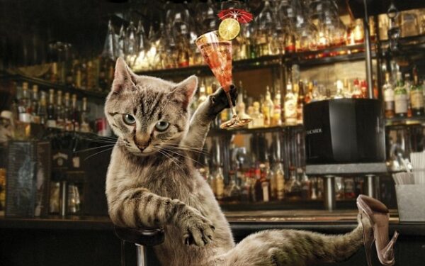 Vilniuje duris atvers pirmoji Lietuvoje kačių kavinė