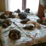 Vilnietė socialinį būstą pavertė kačių bendrabučiu