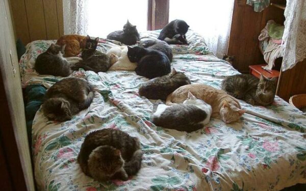 Vilnietė socialinį būstą pavertė kačių bendrabučiu