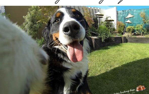 Ir gyvūnai nori turėti, ką įsidėti į „Facebook’ą“… (foto)