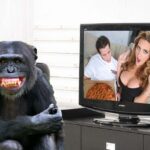 Šimpanzė pamėgo pornografinius filmus