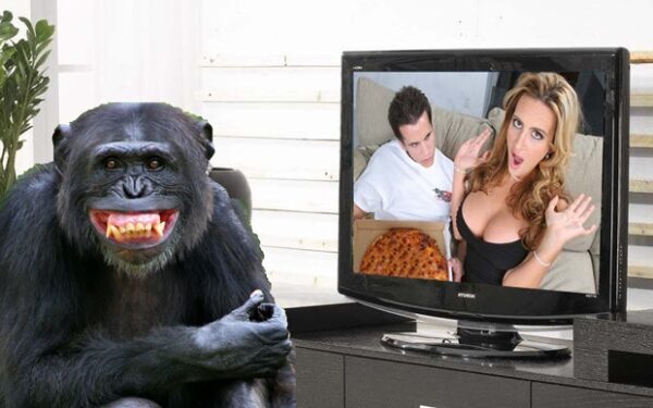 Šimpanzė pamėgo pornografinius filmus