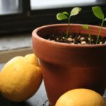 Auginame citrinas (foto)