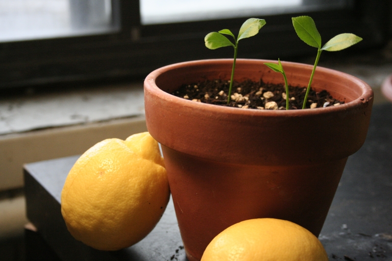 Auginame citrinas (foto)