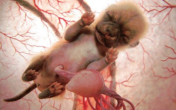 Gyvūnai motinos įsčiose (foto, video)