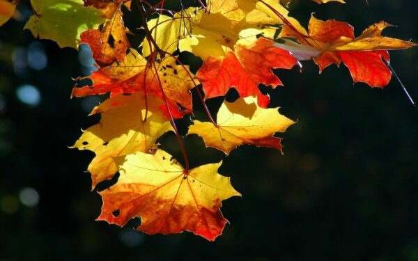 Ar dar ilgai tęsis pavasarinis spalis?