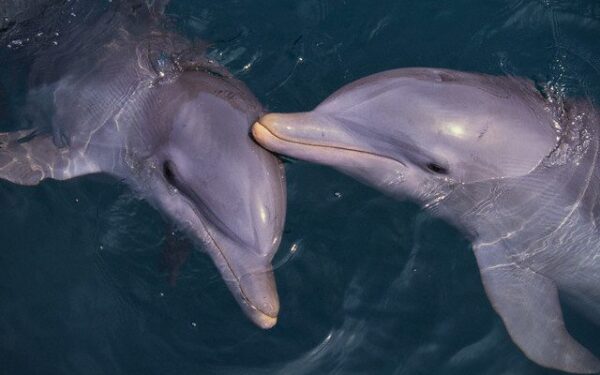 Delfinų gebėjimai – arčiausiai to, ką patirtume susidūrę su nežemišku protu?