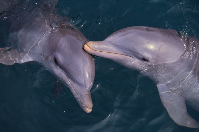 Delfinų gebėjimai – arčiausiai to
