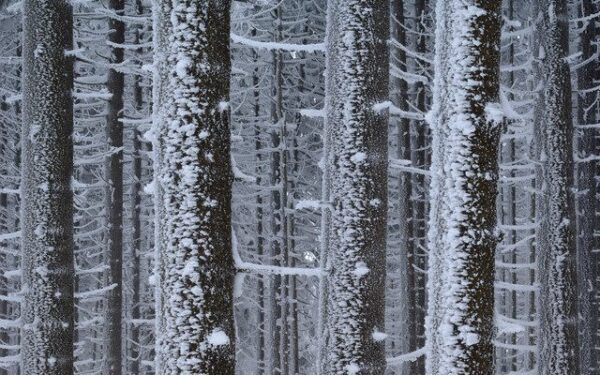 Orai: bus vėjuota, o žiema išeiti taip ir neskubės