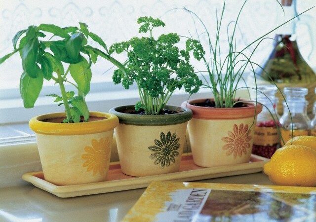 Darželis ant palangės: ką ir kaip sėti?