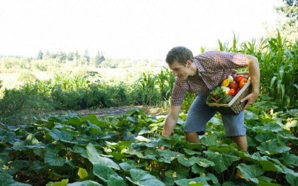 Sodininkystės sezonas: nuo kastuvo iki išmaniojo telefono
