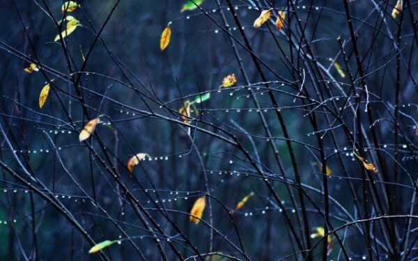 Orai: savaitgalį atvės, vyraus šlapdriba