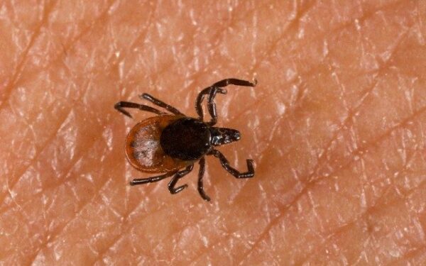 Medikai įspėja: ligas platinančios erkės jau pabudo