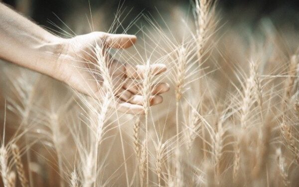 Kviečių gemalai – kasdienei energijai ir prevencijai nuo vėžio