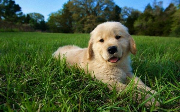 Veterinarijos gydytoja atsako: kaip šunis šerti, skiepyti ir tinkamai prižiūrėti