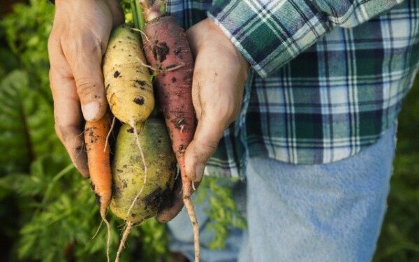 Daržovių TOP 5: iš kur gauti vitaminų visai žiemai? (+receptas)