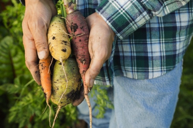 Daržovių TOP 5: iš kur gauti vitaminų visai žiemai? (+receptas)