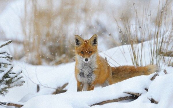 Orai: savaitei įpusėjus plūstels žiema