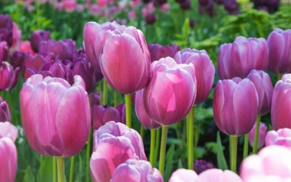 Kaip suformuoti gražų ir ilgai žydintį gėlyną?