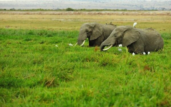 Slapta misija: į nelegalią dramblio kaulo rinką išleista dirbtinė iltis su įtaisytu siųstuvu