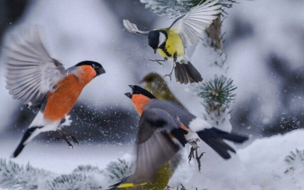 Orai: žiema ir toliau rodys savo kaprizus