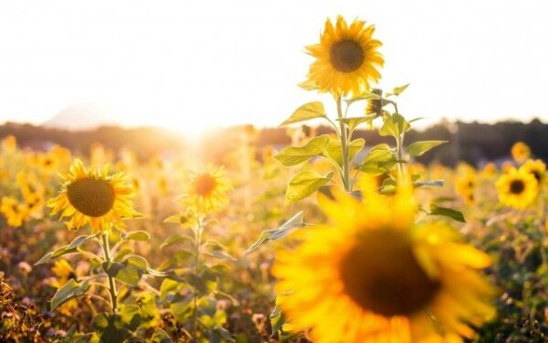 Augalų komunikacija: ar augalai yra protingi?