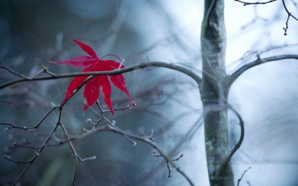 Orai: šiluma trauksis, vėjas rims