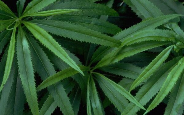 Ar kanapės išties stebuklingas vaistas, galintis išgydyti vėžį?