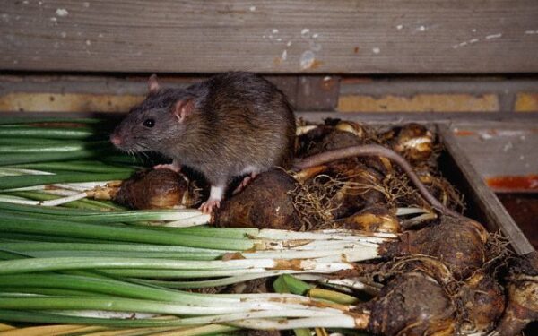 Kodėl bijome pelių, žiurkių, vorų ir kitų kenkėjų?