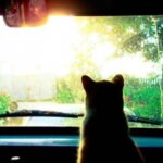 Kodėl katės nemėgsta važiuoti automobiliais?