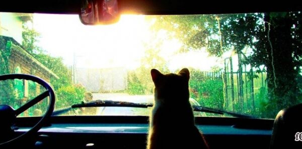 Kodėl katės nemėgsta važiuoti automobiliais?