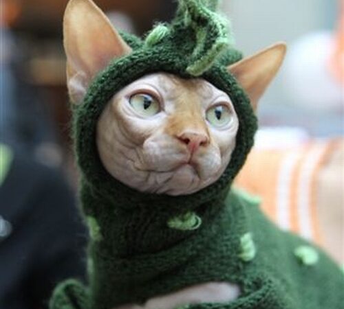 Šį savaitgalį – Tarptautinė kačių paroda (Foto)